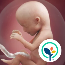 Ícone de Minha gravidez e meu bebê hoje